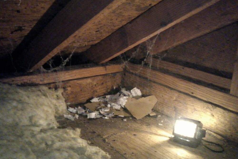 A dim attic corner with old debris where a carcass search begins