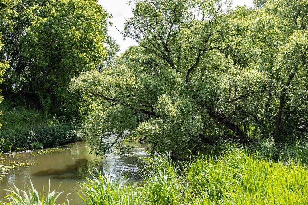 A tree-lined creek running through a residential area