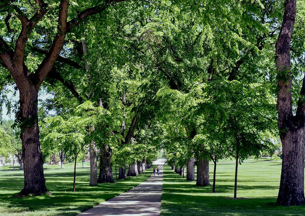 A greenbelt path under trees beside a creek