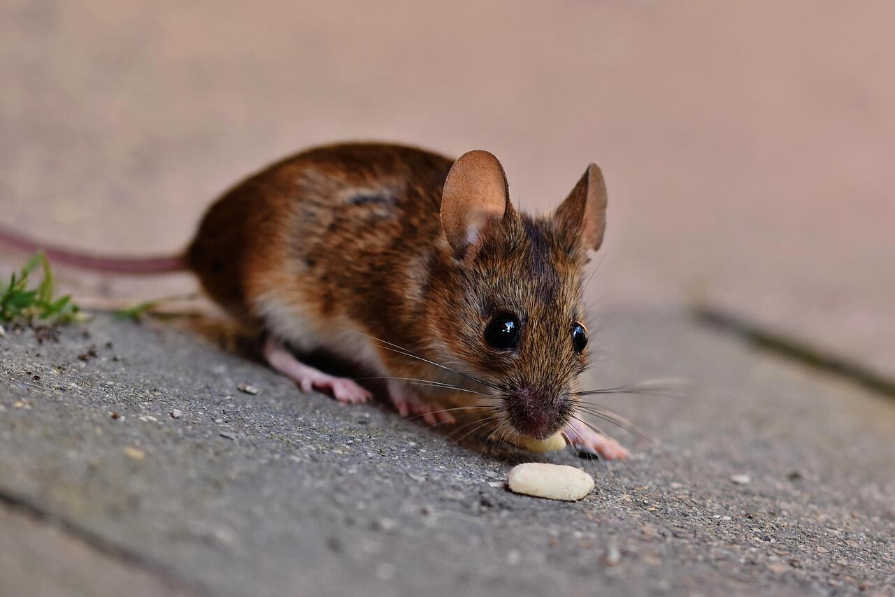 A house mouse on a floor indoors