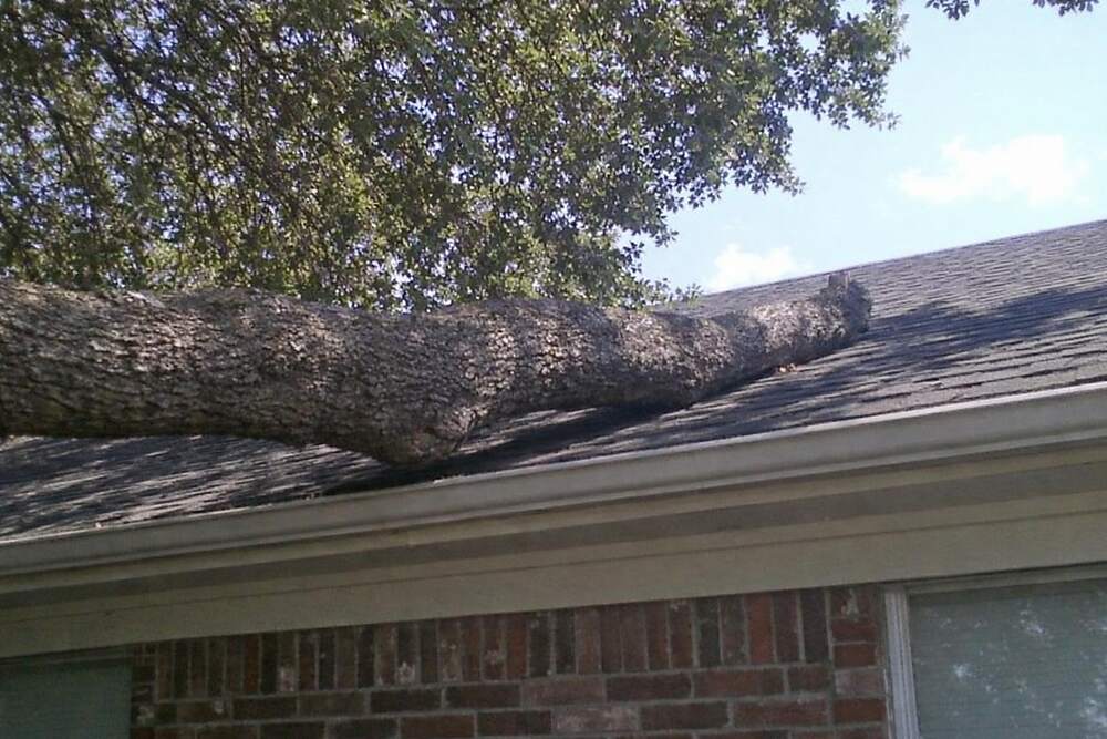 A heavy oak limb reaching over a shingle roof