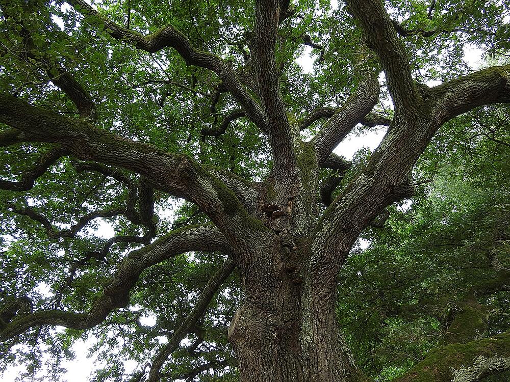 Oak limbs reaching over the roofline of a house