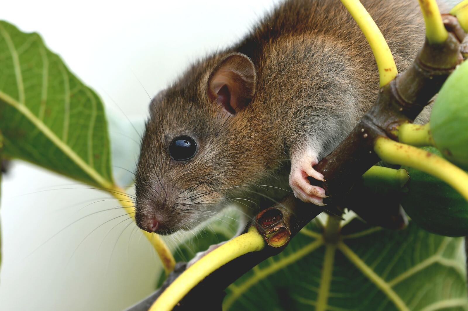 A roof rat moving along a tree limb, the route it takes to a Dallas roofline