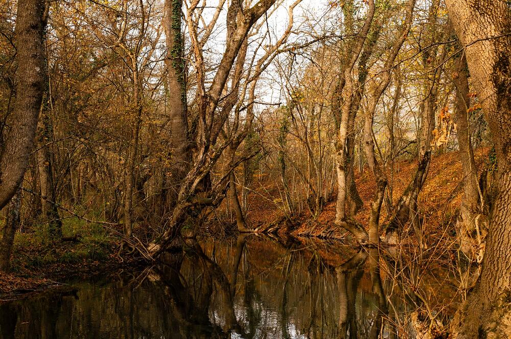The wooded floodplain of a river bottom