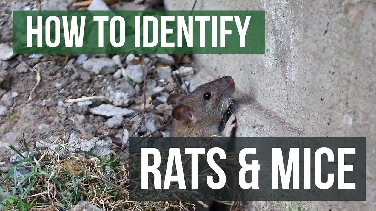 Video preview: The Differences Between Rats and Mice